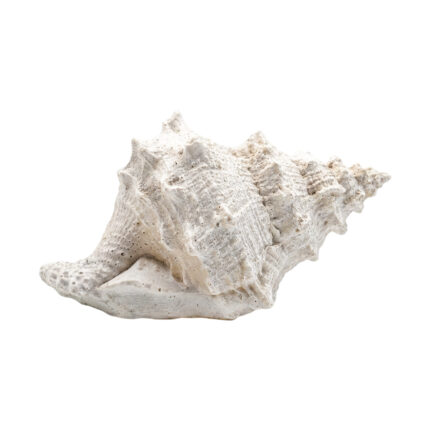 ADORNO DECORATIVO DE PLAYA - CORAL - MA01003B