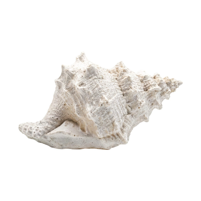 ADORNO DECORATIVO DE PLAYA - CORAL - MA01003B